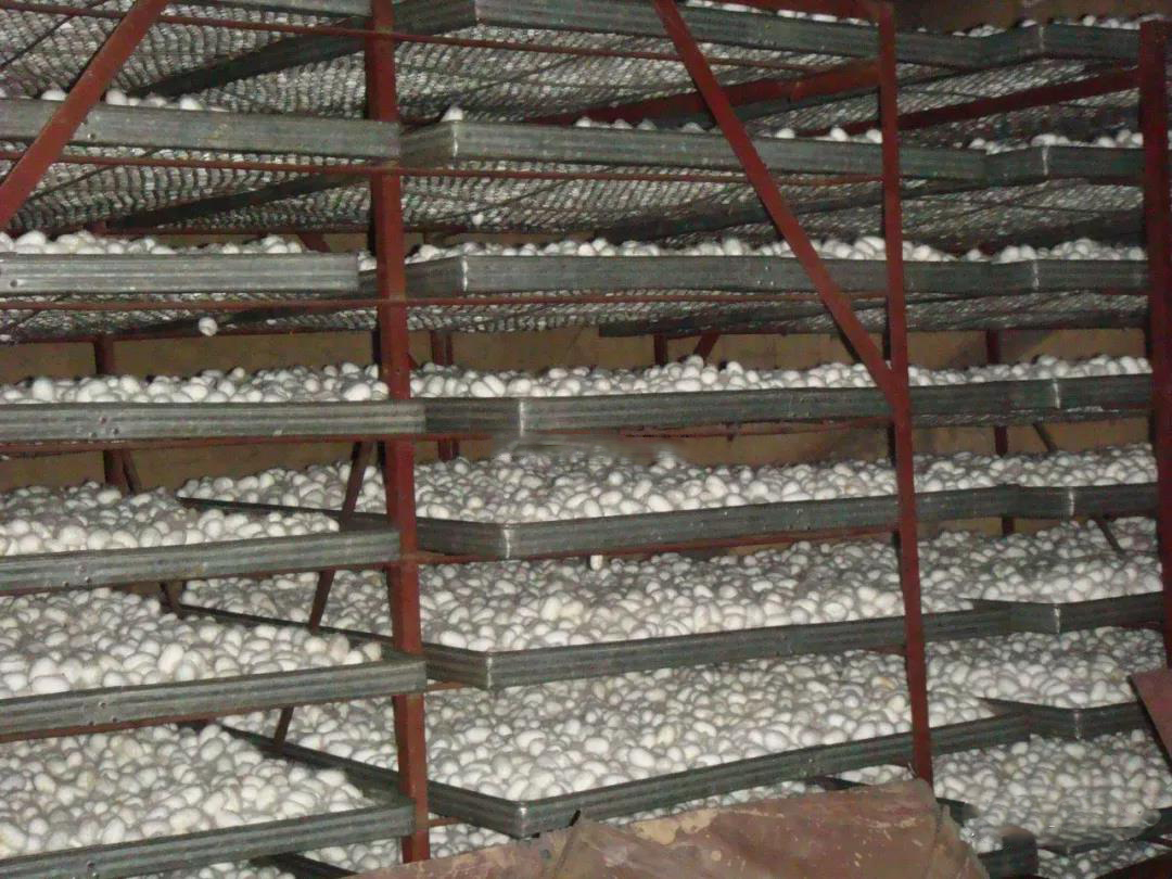 蠶繭熱泵烘干機(jī)